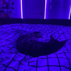 Meet your Posher, Maya